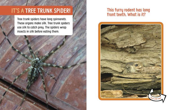 Animals Hidden the Forest