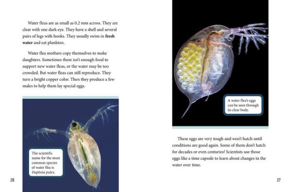The Micro World of Dust Mites and Other Microscopic Creatures