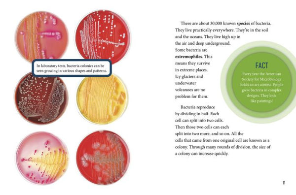 The Micro World of Viruses and Bacteria