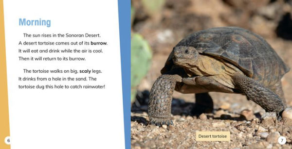 Day and Night the Desert