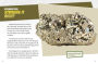 Alternative view 2 of Dig and Discover Pyrite