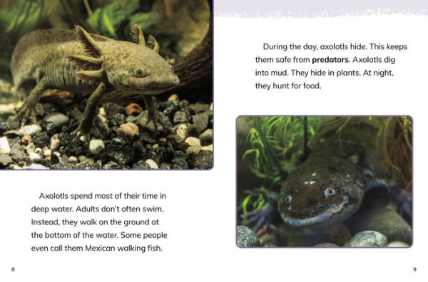 Barnes and Noble Axolotl Fish: A Complete Guide to the Unique and Enigmatic  Salamanders