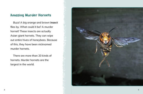 Murder Hornets