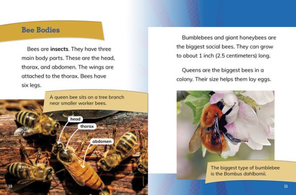 Bee Queens: Rulers of the Hive