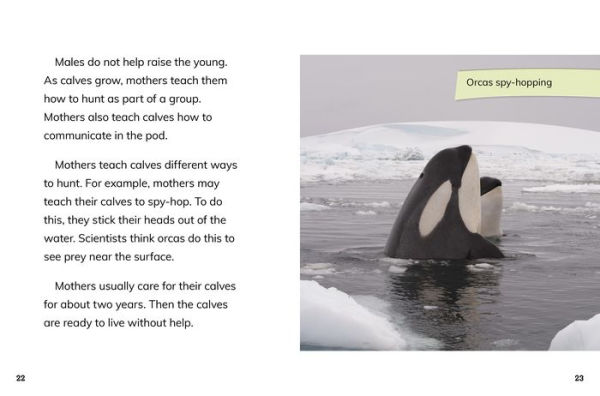 Orca Cows: Leaders of the Pod