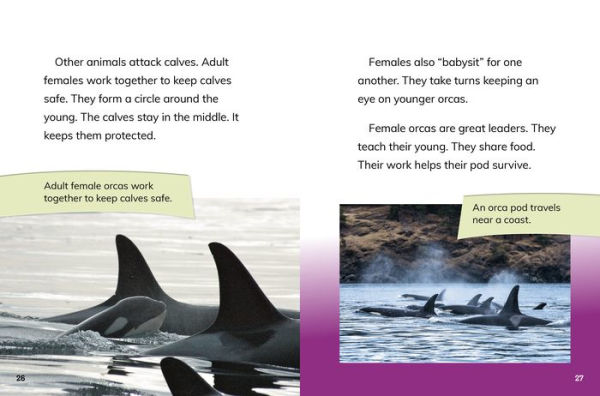 Orca Cows: Leaders of the Pod