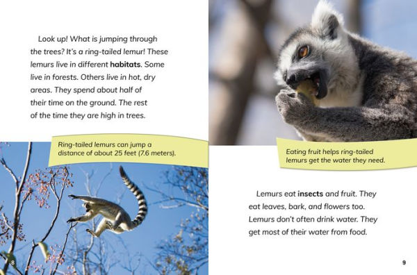 Ring-Tailed Lemur Princesses: Rulers of the Troop