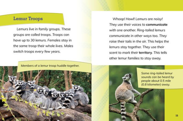 Ring-Tailed Lemur Princesses: Rulers of the Troop