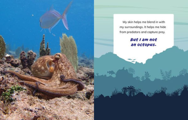 I Am Not an Octopus: Animals the Ocean