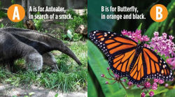 Alternative view 2 of ABC Animals!