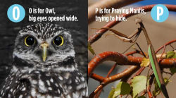 Alternative view 5 of ABC Animals!