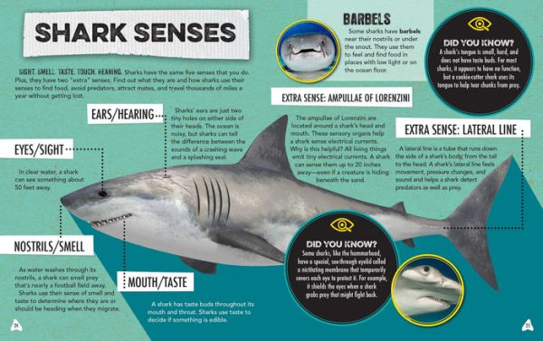 Discovery: Shark Spotter's Guide