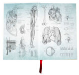 Alternative view 6 of Gray's Anatomy: Anatomy Descriptive and Surgical