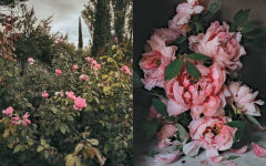Alternative view 5 of The Flowers of Provence