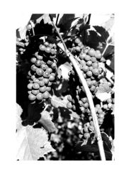 Title: A Sensual Vineyard -- Black & White Photographs, Author: Rolf Mcewen