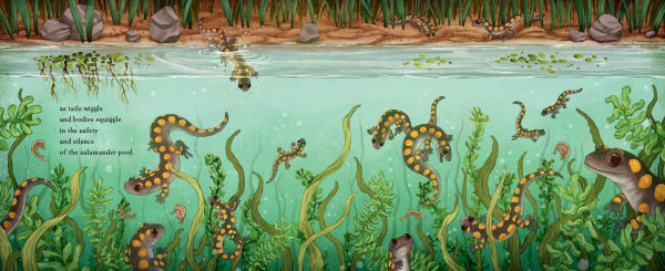 Salamander Song