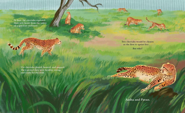 Cheetahs Return to India: The True Story of Aasha and Pavan