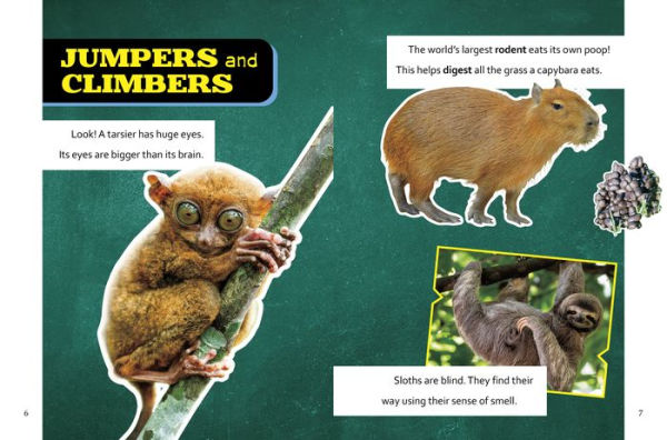 Super Surprising Trivia About Rain Forest Animals