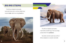 Alternative view 3 of African Elephant vs. Woolly Mammoth