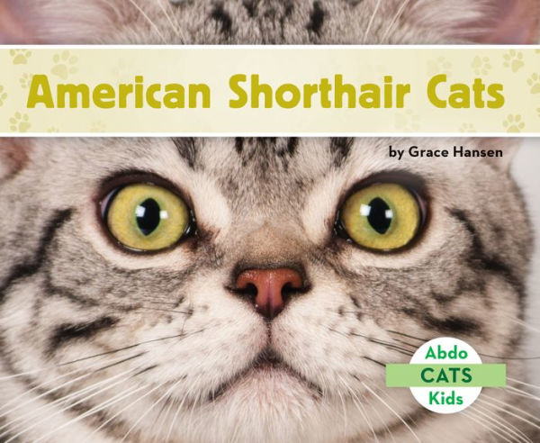 American Shorthair Cats