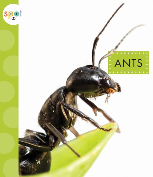 Ants