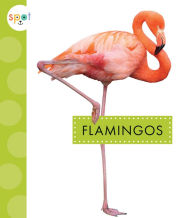 Title: Flamingos, Author: Lisa Amstutz