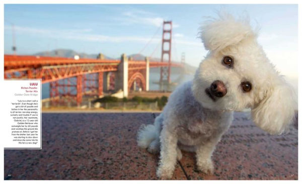 Canines of San Francisco