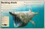Alternative view 5 of The Magnificent Book of Sharks