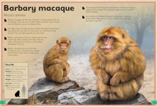 Alternative view 3 of The Magnificent Book of Monkeys and Apes