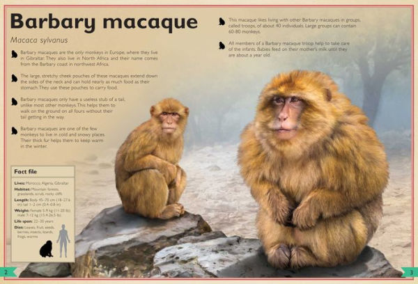 The Magnificent Book of Monkeys and Apes