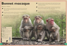 Alternative view 7 of The Magnificent Book of Monkeys and Apes