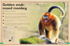 Alternative view 10 of The Magnificent Book of Monkeys and Apes