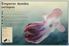Alternative view 4 of The Magnificent Book of Creatures of the Abyss: (Ocean Animal Books for Kids, Natural History Books for Kids)
