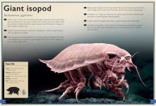 Alternative view 5 of The Magnificent Book of Creatures of the Abyss: (Ocean Animal Books for Kids, Natural History Books for Kids)