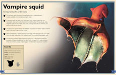 Alternative view 7 of The Magnificent Book of Creatures of the Abyss: (Ocean Animal Books for Kids, Natural History Books for Kids)