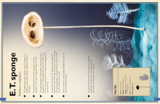 Alternative view 10 of The Magnificent Book of Creatures of the Abyss: (Ocean Animal Books for Kids, Natural History Books for Kids)