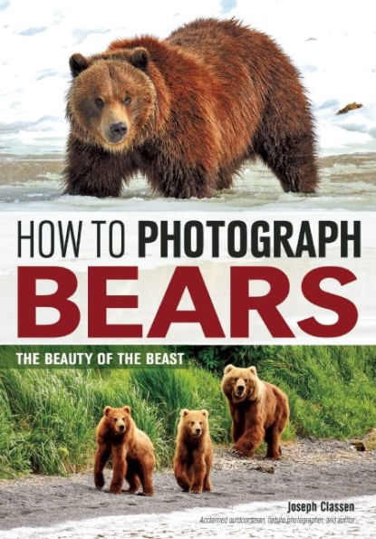 How to Photograph Bears: the Beauty of Beast