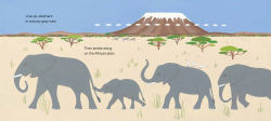 Alternative view 3 of Line Up!: Animals in Remarkable Rows