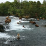 Alternative view 2 of The Bears of Brooks Falls: Wildlife and Survival on Alaska's Brooks River