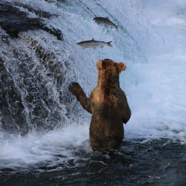 The Bears of Brooks Falls: Wildlife and Survival on Alaska's Brooks River