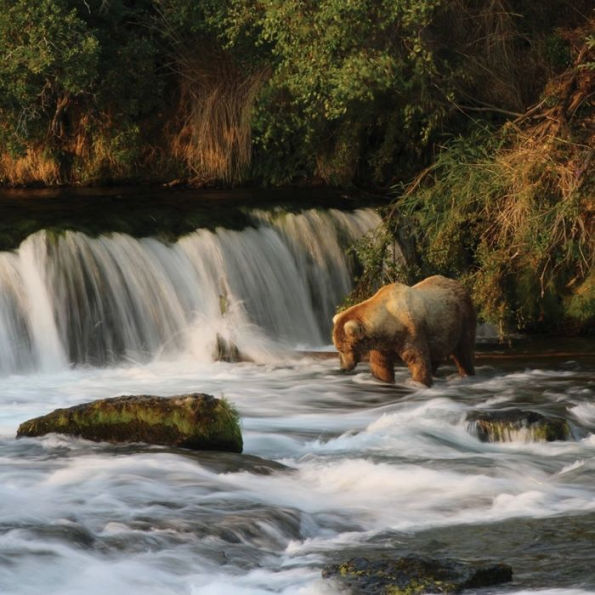 The Bears of Brooks Falls: Wildlife and Survival on Alaska's Brooks River