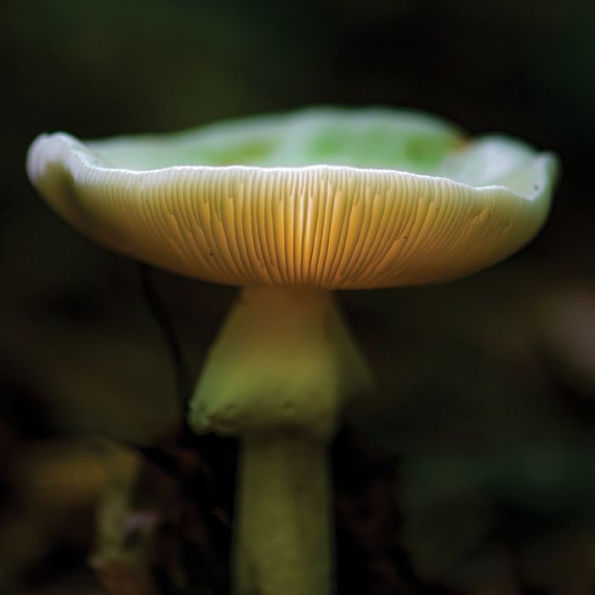 Mushroom Wanderland: A Forager's Guide to Finding, Identifying, and Using More Than 25 Wild Fungi