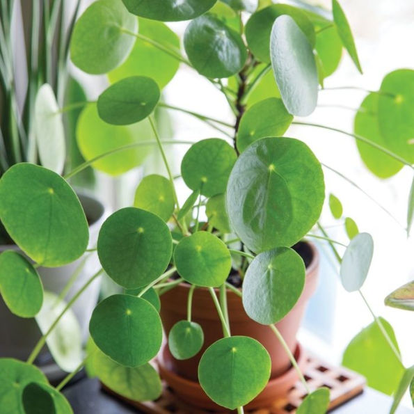 Houseplant Warrior: 7 Keys to Unlocking the Mysteries of Houseplant Care