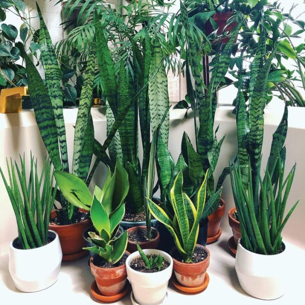 Houseplant Warrior: 7 Keys to Unlocking the Mysteries of Houseplant Care