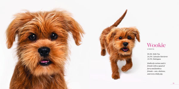 What Kind of Dog Is That?