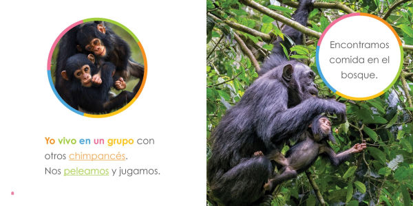 Chimpances bebes