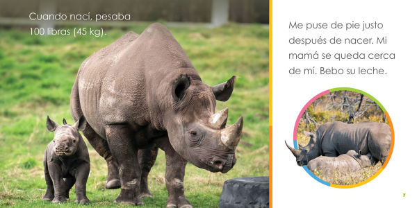 Rinocerontes bebes