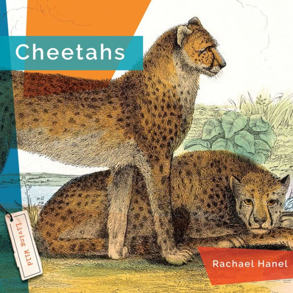 Cheetahs