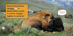 Alternative view 2 of Bison