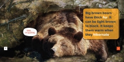 Alternative view 2 of Brown Bears